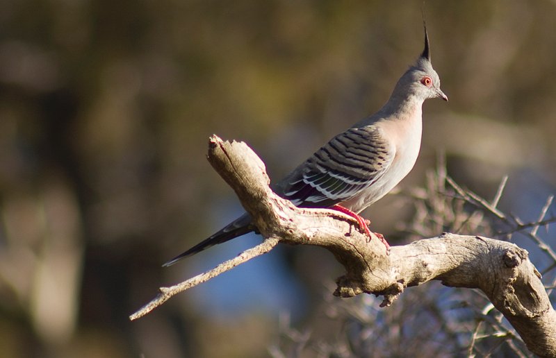 pigeon 23.jpg